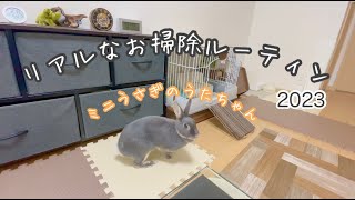 【うさぎ初心者向け】リアルなうさぎ部屋のお掃除の様子です