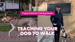 Mastering Lead Walking – Pet Behaviourist Explains Proper Dog Walking Techniques!