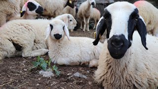 Sold sell sheep, sheep drinking water, sheep sound, sheep sound, young sheep