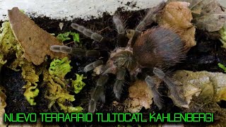 NUEVO TERRARIO PARA MI TARANTULA TLILTOCATL KAHLENBERGI REHOUSING TARANTULA |