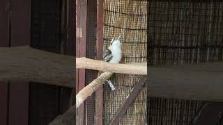 【Kookaburra call】ワライカワセミの鳴き声【埼玉県こども動物自然公園/SaitamaChildrensZoo】