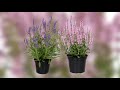 salvia feathers family