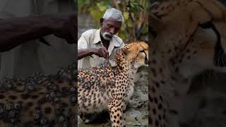 An old Indian man rescue a cheetah by removing millions of barnacles from his body #rescue #animal