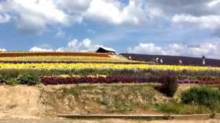 富良野かんのファームラベンダー畑見頃2014年7月24日木曜日