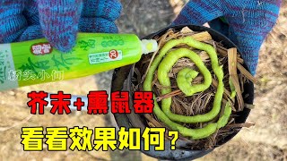 小伙放芥末进熏烟筒灭鼠，对着鼠洞一炮下去，鼠害全束手就擒【桥头小何】