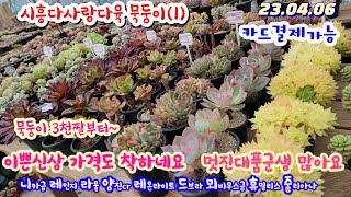 시흥다사랑다육(1)신상 묵은둥이들 /니카금. 레인지.라울.양진cr.레온나이트.드브라.뫼비우스금.휴밀리스.미니황비황.줄리아나.스피나.챠밍블루cr.