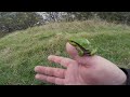 european tree frog gatalinka hyla arborea