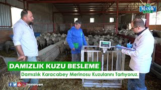 Breeding Lamb Feeding | Weighing the Breeding Lambs of  Karacabey Merino