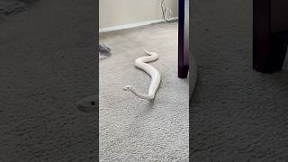 Ball Pythons are Hilarious