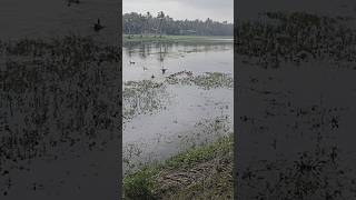 @ മഴ നനച്ചു പ്രകൃതി കുളിരണിഞ്ഞു പക്ഷി പറവകൾ നീന്തി തുടിക്കുന്നു#💯💥✅