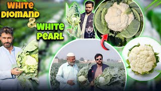 Top High-Yield Cauliflower Varieties for Maximum Profit || White Diamond \u0026 White Pearl