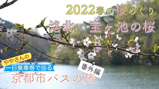 一日乗車券で巡る京都市バスの旅　番外編　春の京都　桜巡り2022_19　宝ヶ池の桜