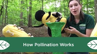 How Pollination Works