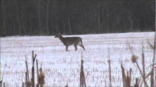 Deer in winter. Белохвостые олени зимой.