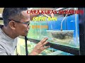 Cara kuras akuarium ala Yusuf Guppy - Cepat hanya 15 menit tapi hasilnya jadi kinclong lagi