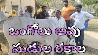 రాష్ట్రస్థాయి ఒంగోలు ఆవుల  పాల పోటీలు#cow #bulls #సుడులు ఎట్లా ఉండాలి