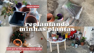 UM DIA COMIGO REPLANTANDO PLANTAS EM VASOS NOVOS