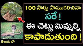 100 సార్లు పాముకరచినా సరే ఈ చెట్టు మిమల్ని కాపాడుతుంది ! || Eswari Plant Best Uses in telugu