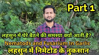 लहसुन में घेरे बैठने की समस्या | Nematods In Garlic | Fusarium fungus in Garlic | लहसुन में निमेटोड 