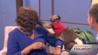 Monkey Punches TV Host During On-Air Segment