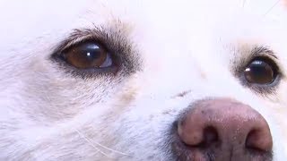 朝鮮人民に愛される豊山犬 中央動物園で