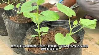 在家盆栽甜瓜，简简单单 #甜瓜种植 #种甜瓜 #三农 #种植小技巧