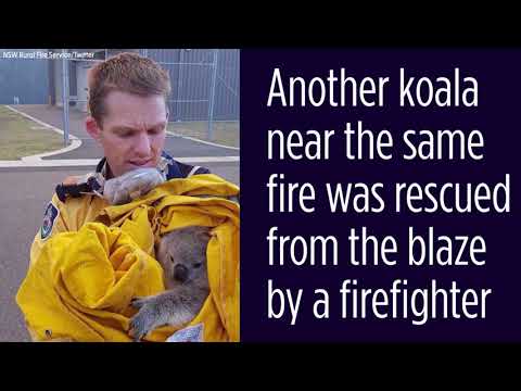 Koalas escape from brushfire in Australia Koalas escape from brushfire in Australia