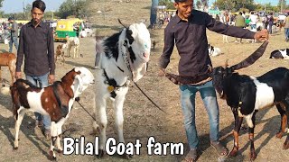 Bilal Goat farm at Goat Market 2025