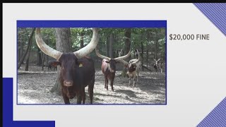 Lazy 5 Ranch In Mooresville Will Pay $20,000 Fine For Charges of Mistreating Animals