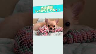 チワワの子犬お昼寝タイム💤大好きなおもちゃのロープを枕にして、ねんねしています。コロちゃん🐶どんな夢を見てるのかなぁ✨#チワワ　 #チワワカップル #パピー#チワワのいる暮らし #わんこのいる生活