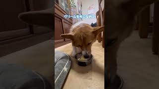 クリスマスケーキの食べ方が独特なコーギー犬コナン #こぎちゅーばーコナン