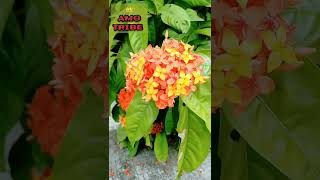 #Shorts Beautiful IXORA