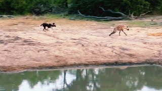 Wild Dog Chasing Hyena | Epic Sighting from Sabi Sands