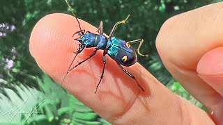 Bitten by a Tiger Beetle!