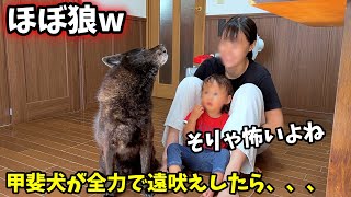 甲斐犬が本気の遠吠えしたらこうなった【甲斐犬一休と猫のしずく】