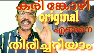 How to identify orginal kadaknad Karim kozi # ഒറിജിനൽ കരിങ്കോഴികളെ എങ്ങനെ തിരിച്ചറിയാം#success media