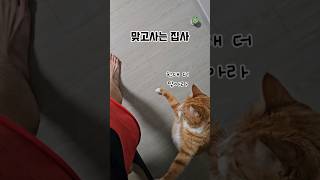 집사의 삶 #고양이 #냥아치 #catcute #치즈냥이 #cat #코숏치즈냥 #cuteanimal #고양이일상 #냥펀치 #cutecat