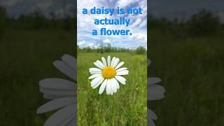 Why A Daisy Is Not A Flower