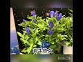 花巻農協鉢花生産部会2020web圃場巡回