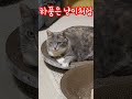 하품은냥이처럼 행복대통령금채tv 사랑이 행복이 고양이일상 세냥이 후추네