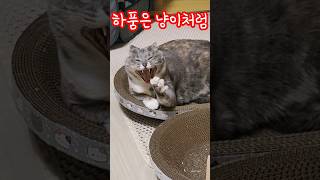 #하품은냥이처럼 #행복대통령금채tv #사랑이 #행복이 #고양이일상 #세냥이 #후추네