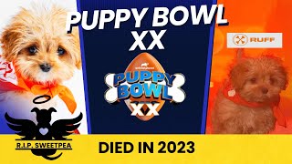 2024 Puppy Bowl Star Sweetpea Died | SweetPea Passed Away Before Airing