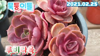 (루비다육3탄)묵둥이들3천원짤부터/택배 010 5895 1110 (korean succulent plants)