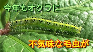 【家庭菜園】やわらか丸オクラを育てる2021⑥－不気味な毛虫フタトガリコヤガが発生－