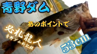 How To Fish 一誠キャラメルシャッド？【青野ダム/バス釣り】あのポイントで50up！わりと簡単に！【DAISO  ライン】釣り上げた！BlackBass fishing  独身男の日常