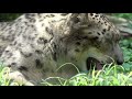 ユキヒョウ少年フク　暑い日は草ごろん 2021.7月 snow leopard cub