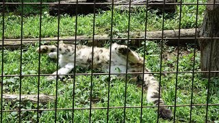 ユキヒョウ少年フク　暑い日は草ごろん 2021.7月 Snow Leopard Cub