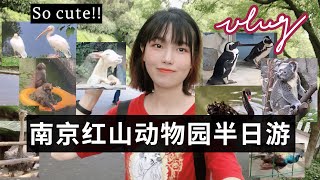 VLOG03 | 南京红山动物园 | 喂羊被吓 | 发现自己长得竟有点像鸵鸟