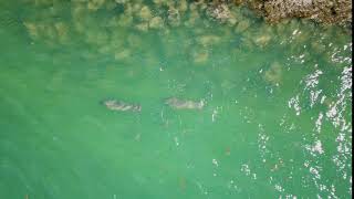 Drone video of Manatee in the Florida Keys