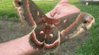 Cecropia Moth